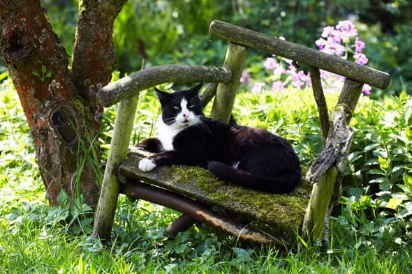 Skuteczne sposoby na pozbycie się kotów z działki bez bólu Skuteczne sposoby na pozbycie się kotów z działki bez bólu
