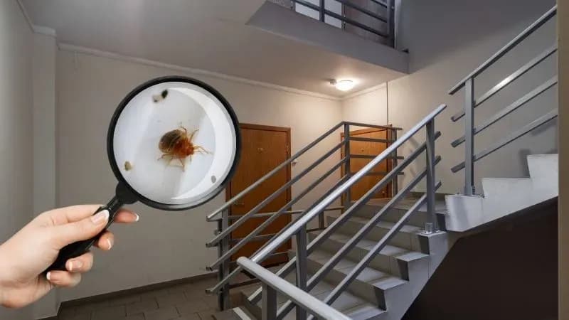 Pluskwy w bloku co robić – skuteczne metody na pozbycie się ich